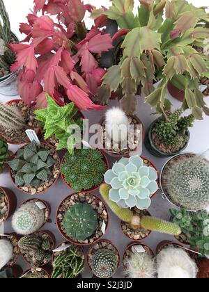 Various cacti and succulents as seen from above. Stock Photo