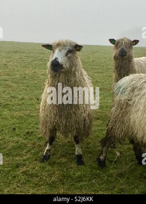 Sheep with fringe Stock Photo - Alamy