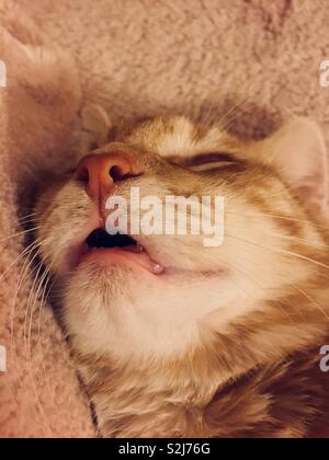 Ginger tabby cat kitten sleeping Stock Photo