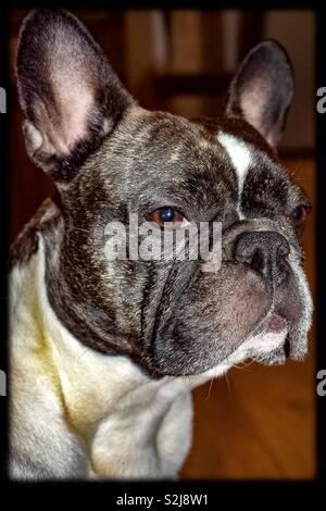 Beautiful French Bulldog Stock Photo