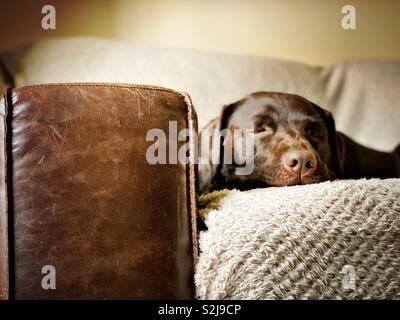 Chocolate Labrador sleeping on a sofa Stock Photo