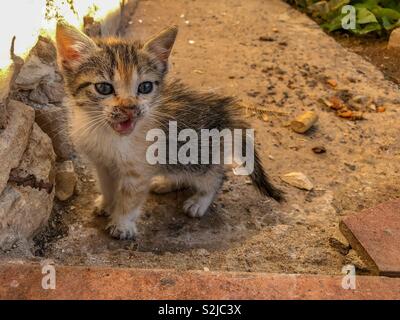 Tortoiseshell calico kitten cat meowing Stock Photo