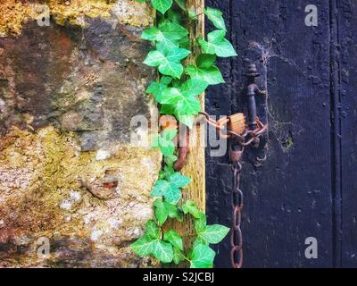 Ivy growing alongside an old black wooden door and a stone wall. Stock Photo