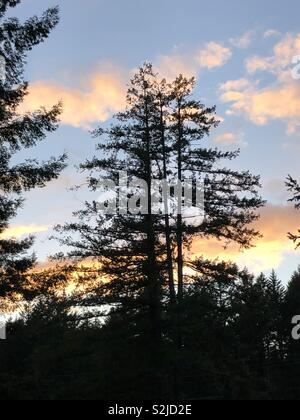 Group of evergreen trees hiding an awesome colorful sky. Stock Photo