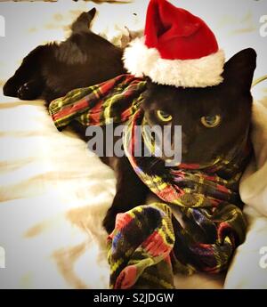 Cat wearing a scarf and Santa hat Stock Photo