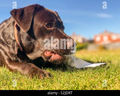 Closeup view of a mischievous Chocolate Labrador dog chewing a plastic bottle in a park Stock Photo