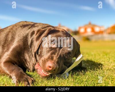 Dogs chewing on outlet plastic bottles