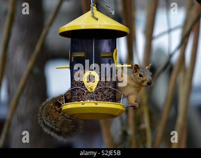 Squirrel raiding my bird feeder Stock Photo