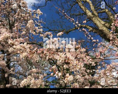 Cherry blossom on sunny day in Cheshire, England