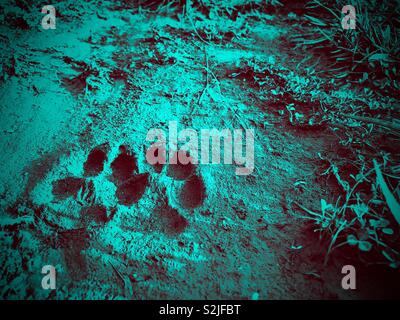 Aqua duotone photo of dog’s paw prints made in mud Stock Photo