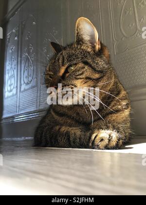 Brown mackerel tabby domestic short-haired cat relaxing in sunlit homely interior scene, Luxury Early Victorian Wallpaper background: Phillip Roberts Stock Photo