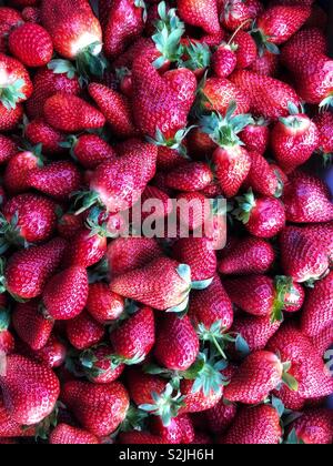 Freshly picked strawberries straight from the farm Stock Photo