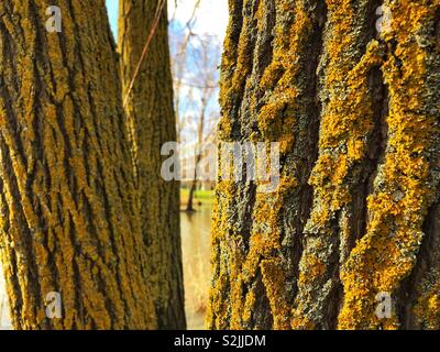 Golden lichen growing on trees. Stock Photo