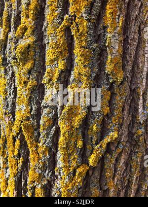 Golden lichen growing on a tree trunk. Stock Photo