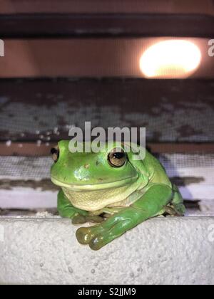 Green tree frog sitting on a windowsill and looking at the camera. Stock Photo