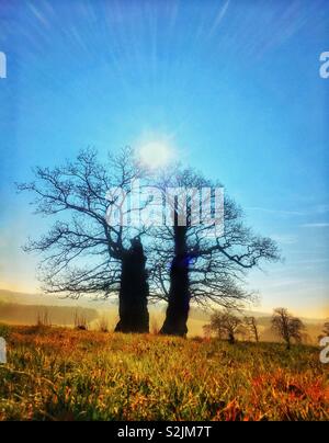 Weird split tree with sun shining through branches Stock Photo