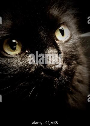 Close up of a black cat’s face Stock Photo