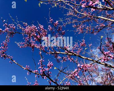 Redbud tree blossoms against a blue sky Stock Photo