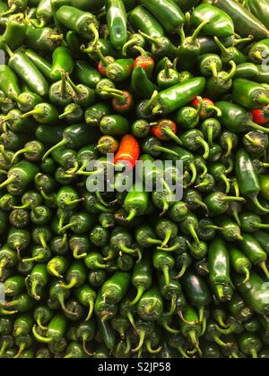 Fresh green jalapeño peppers with a lone red one on display and for sale at the local produce vendor. Stock Photo