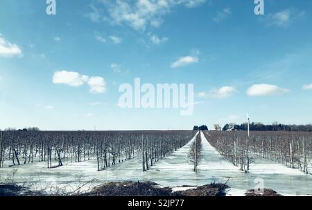 Rows of apple trees on a snow and ice covered orchard farm during winter in Clarington, Ontario, Canada Stock Photo