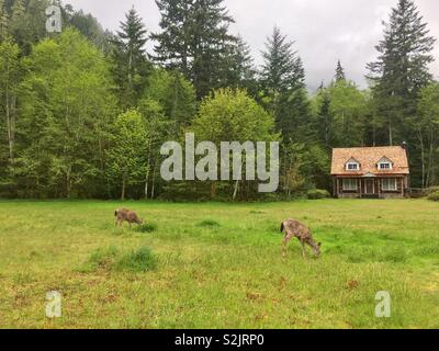 Deer Eating In Front Of Cabin Olympic National Park Washington