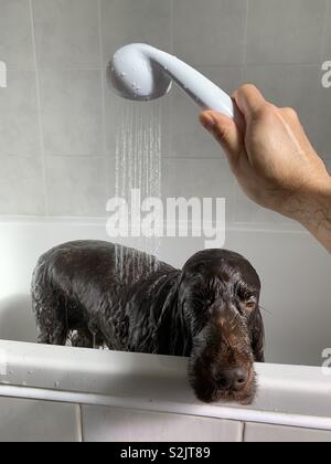 Doggy’s bath time Stock Photo