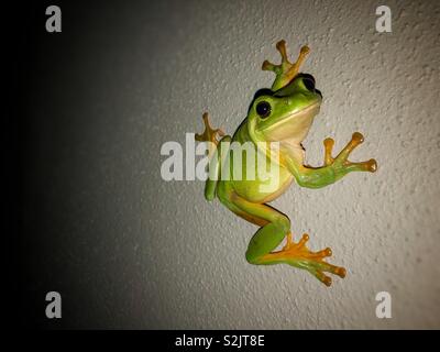 Green tree frog on a grey wall at night. Stock Photo