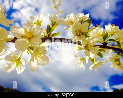Plum Tree (Prunus domestica) Flowers closeup Stock Photo