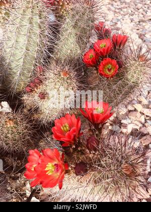 Red cactus flowers are a sign of spring in the desert of Arizona.