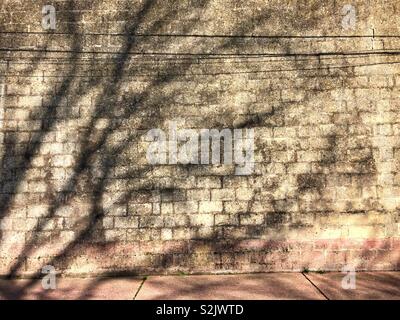 Shadows of a tree falling on a grey brick wall Stock Photo