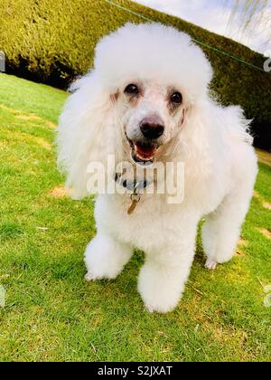 Tilly the Poodle Stock Photo