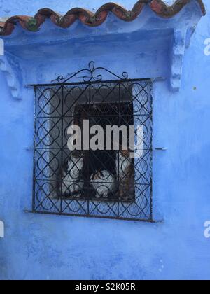 Three cats in window of home in Chefchaoeun, Morocco, africa Stock Photo