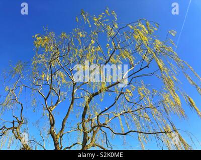 Weeping Willow tree with fresh leaves just appearing in March. Stock Photo