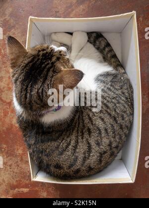 Cat in a box. Stock Photo
