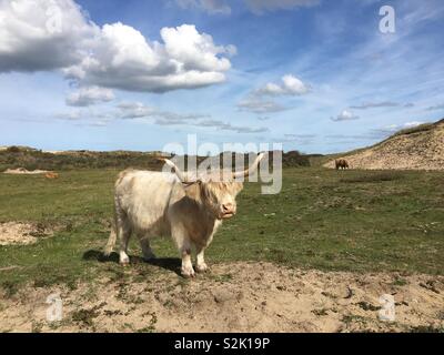 Scottish highland cow roaming in the dunes of National park Zuid-Kennemerland, The Netherlands Stock Photo