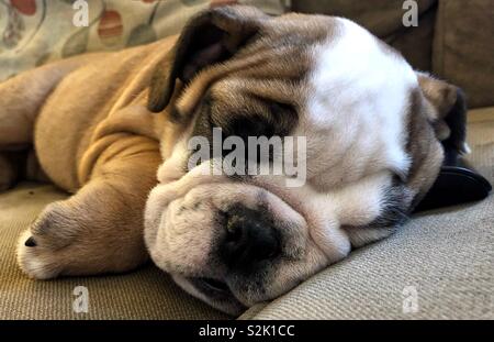 Sleeping English bulldog puppy Stock Photo