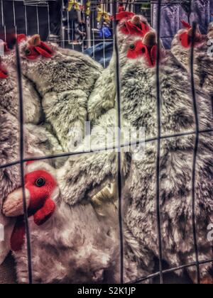 Chickens in Overcrowded Conditions in Cage, Serrekunda Market, The ...