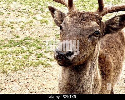 Red stag deer Stock Photo