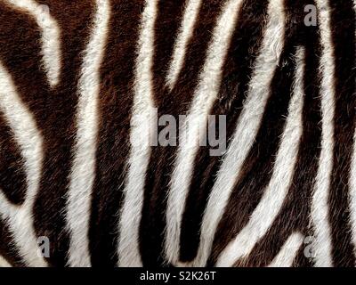 Close up of a zebra Stock Photo