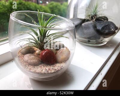 Tillandsia (air plants) in glass containers on a window sill. Stock Photo