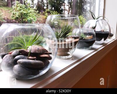 Tillandsia, air plants on a window sill. Stock Photo