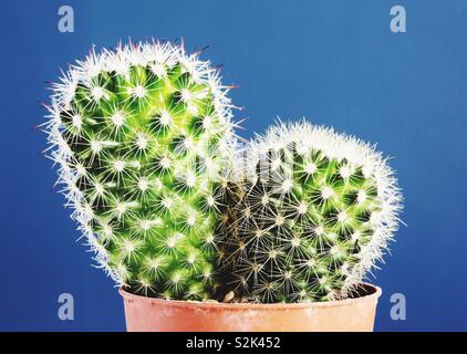 A close up of a prickly cactus potted plant on a blue background with copy space Stock Photo