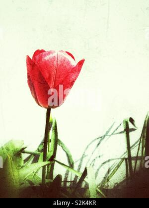 Single red tulip against a white wall Stock Photo