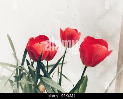 Red tulips against a white wall Stock Photo