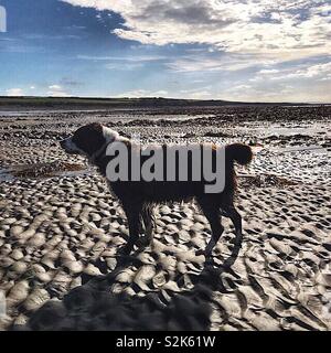 Springer spaniel on a beach in wales Stock Photo