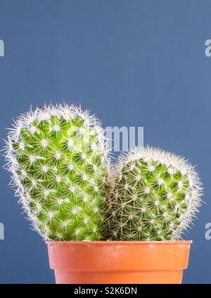 A close up of a prickly cactus with sharp thorns in a pot with a blue background and copy space Stock Photo