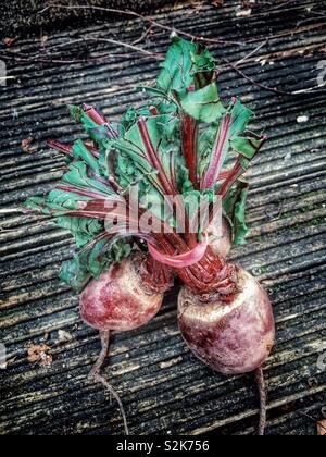 A bunch of raw beetroot a, with leaves, on wooden decking. Stock Photo