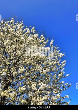 White spring blossom against a blue sky, late March, UK. Stock Photo