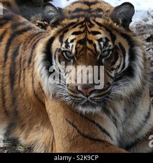 Tiger, Tiger Stock Photo