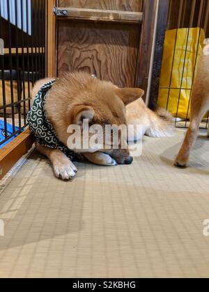 Shiba Inu Dog Cafe In Harajukutokyojapan Stock Photo
